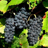 Druif 'Pinot' - Vitis vinifera pinot - Willemse
