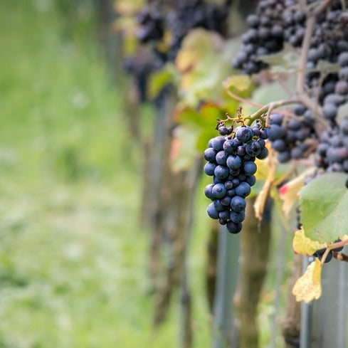 Druif 'Pinot' - Willemse