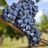 Druif 'Merlot' - Vitis vinifera merlot - Willemse