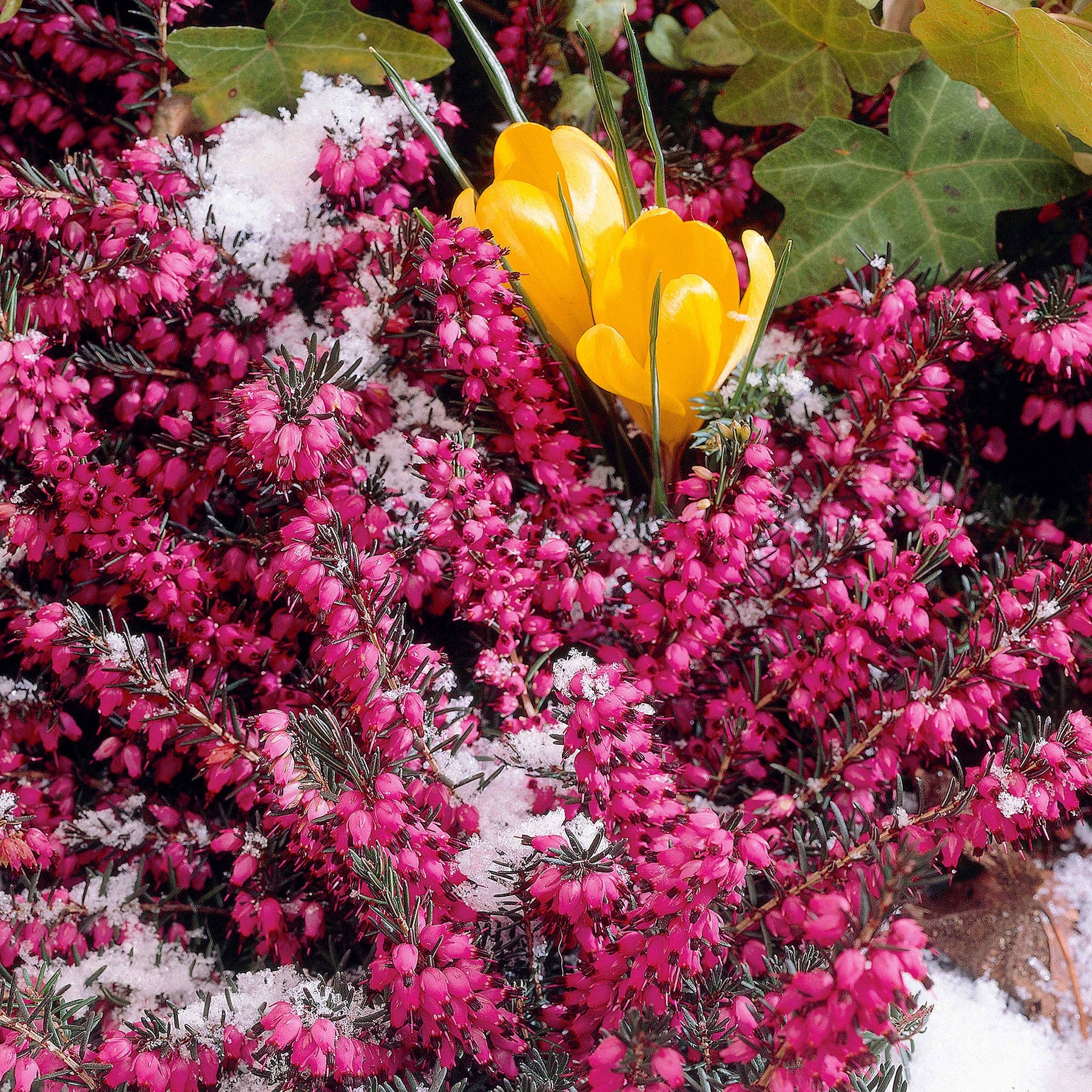 Winterheide 'Winter Belles ® 'Lucie' - Erica darleyensis Winter Belles ® Lucie - Willemse