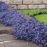 Kruipklokje - Campanula poscharskyana - Willemse