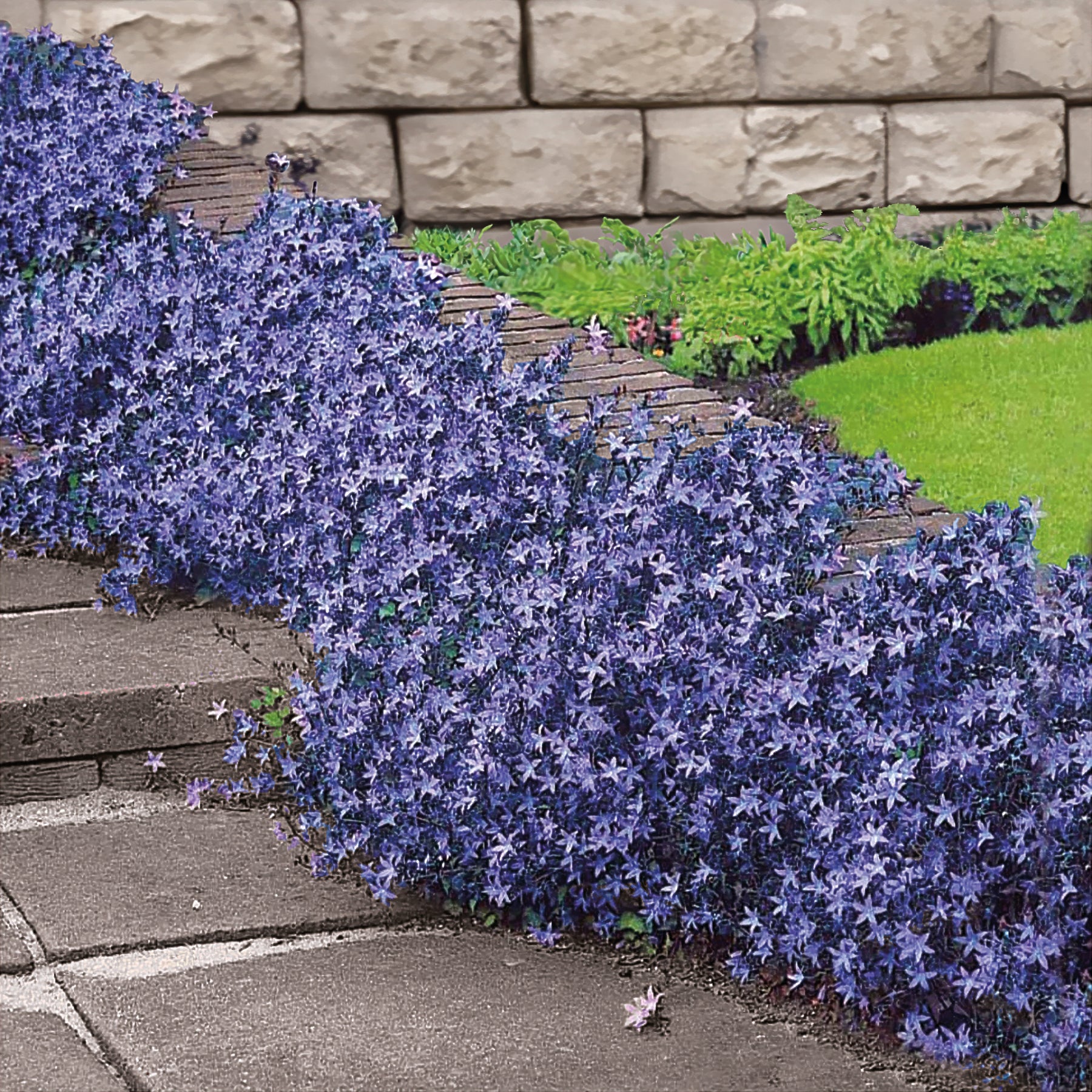 Kruipklokje - Campanula poscharskyana - Willemse