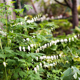 Gebroken hartje 'Alba' - Dicentra spectabilis Alba - Willemse