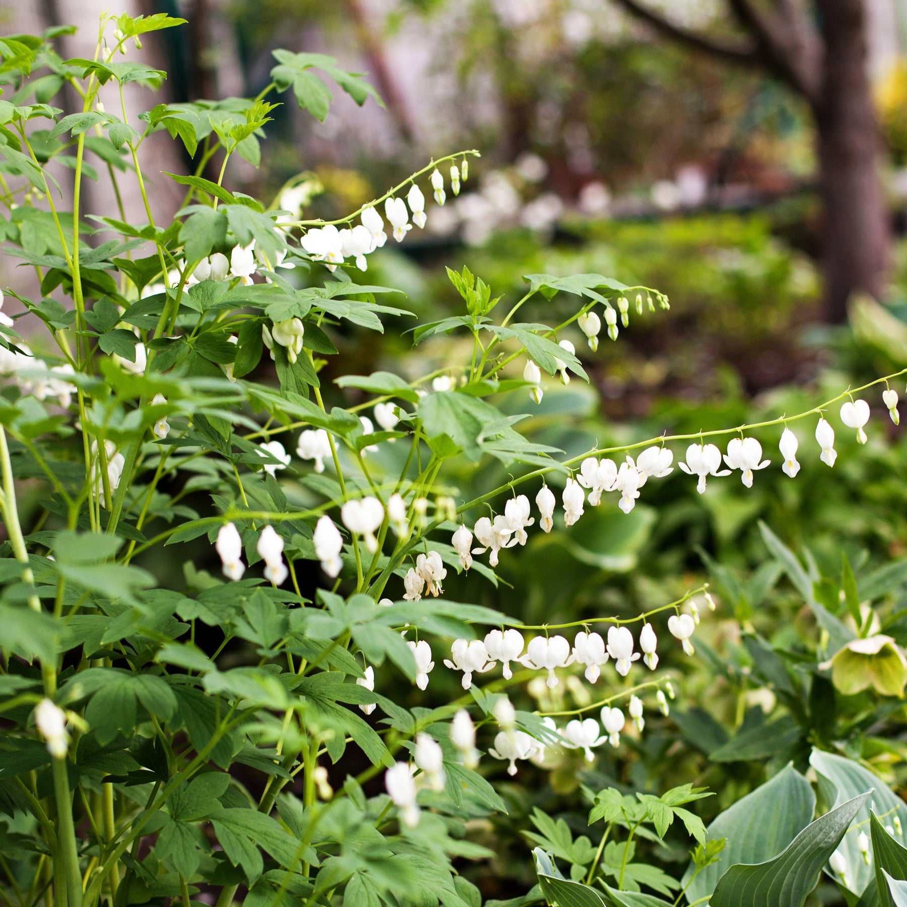 Gebroken hartje 'Alba' - Dicentra spectabilis Alba - Willemse