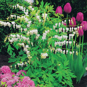 Gebroken hartje - Gebroken hartje 'Alba' - Dicentra spectabilis Alba