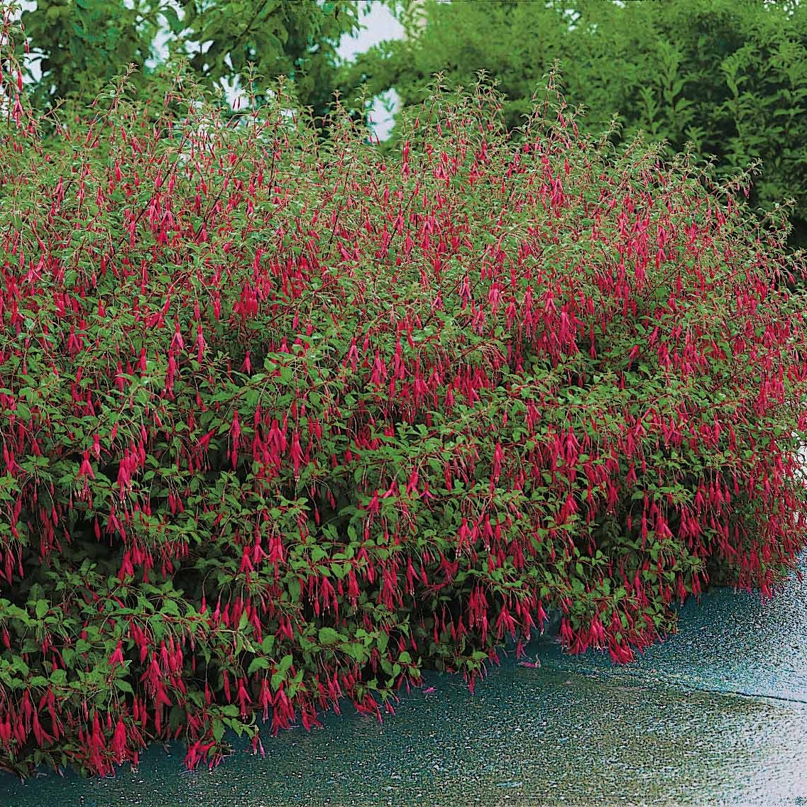 Fuchsia - Bellenplant 'Riccartonii' - Fuchsia magellanica Riccartonii