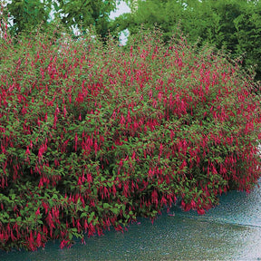 Fuchsia - Bellenplant 'Riccartonii' - Fuchsia magellanica Riccartonii