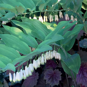 Verkoop Gewone salomonszegel