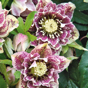 Nieskruid - dubbel wit gevlekt (x2) - Helleborus orientalis Double Ellen White Spotted - Willemse