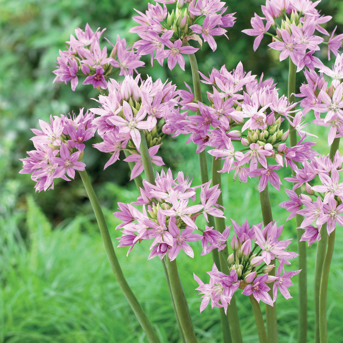 Allium 'Eros' (x20) - Willemse