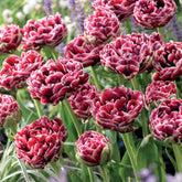 Dubbelbloemige tulp 'Dream Touch' (x7) - Tulipa Dream Touch - Willemse