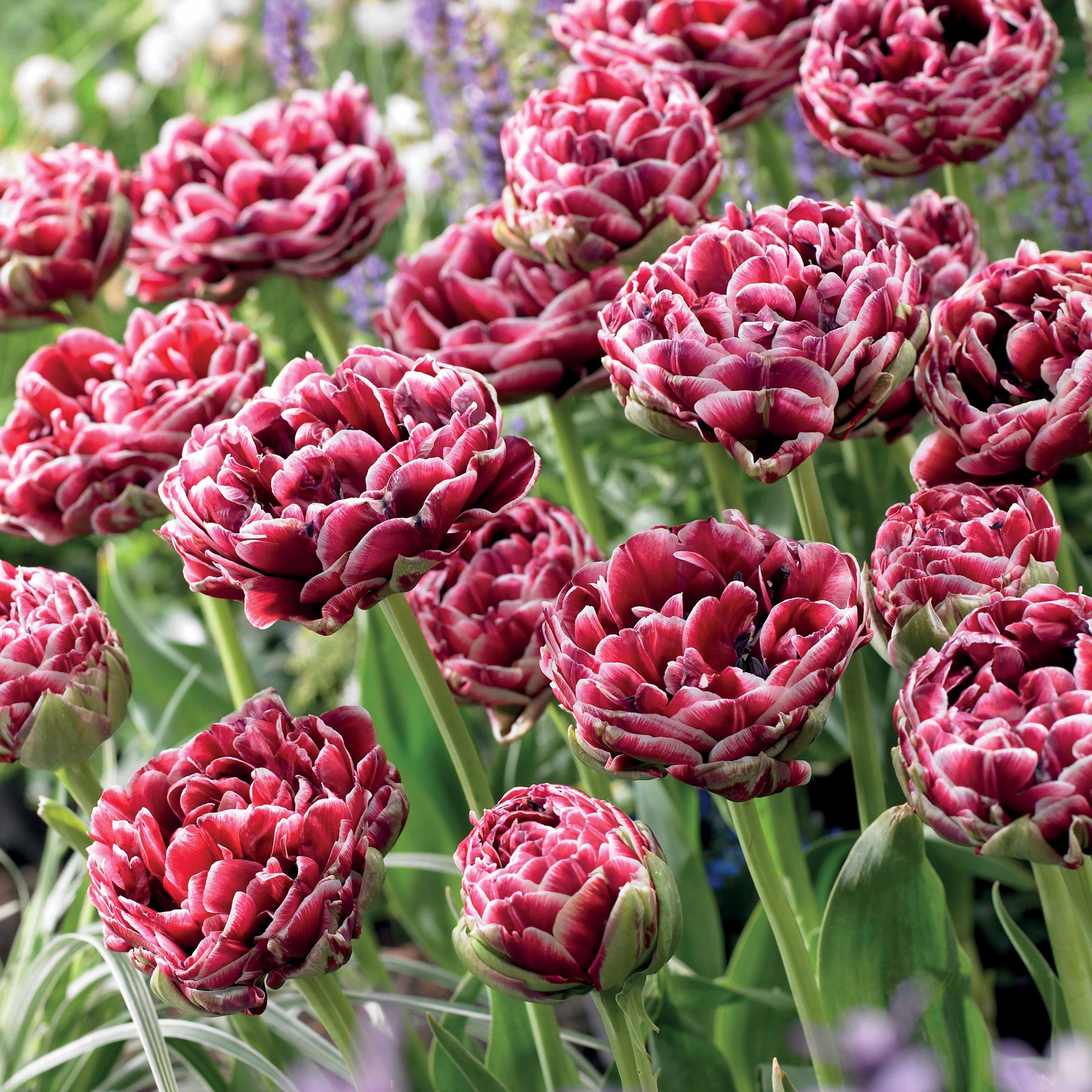 Dubbelbloemige tulp 'Dream Touch' (x7) - Tulipa - Willemse