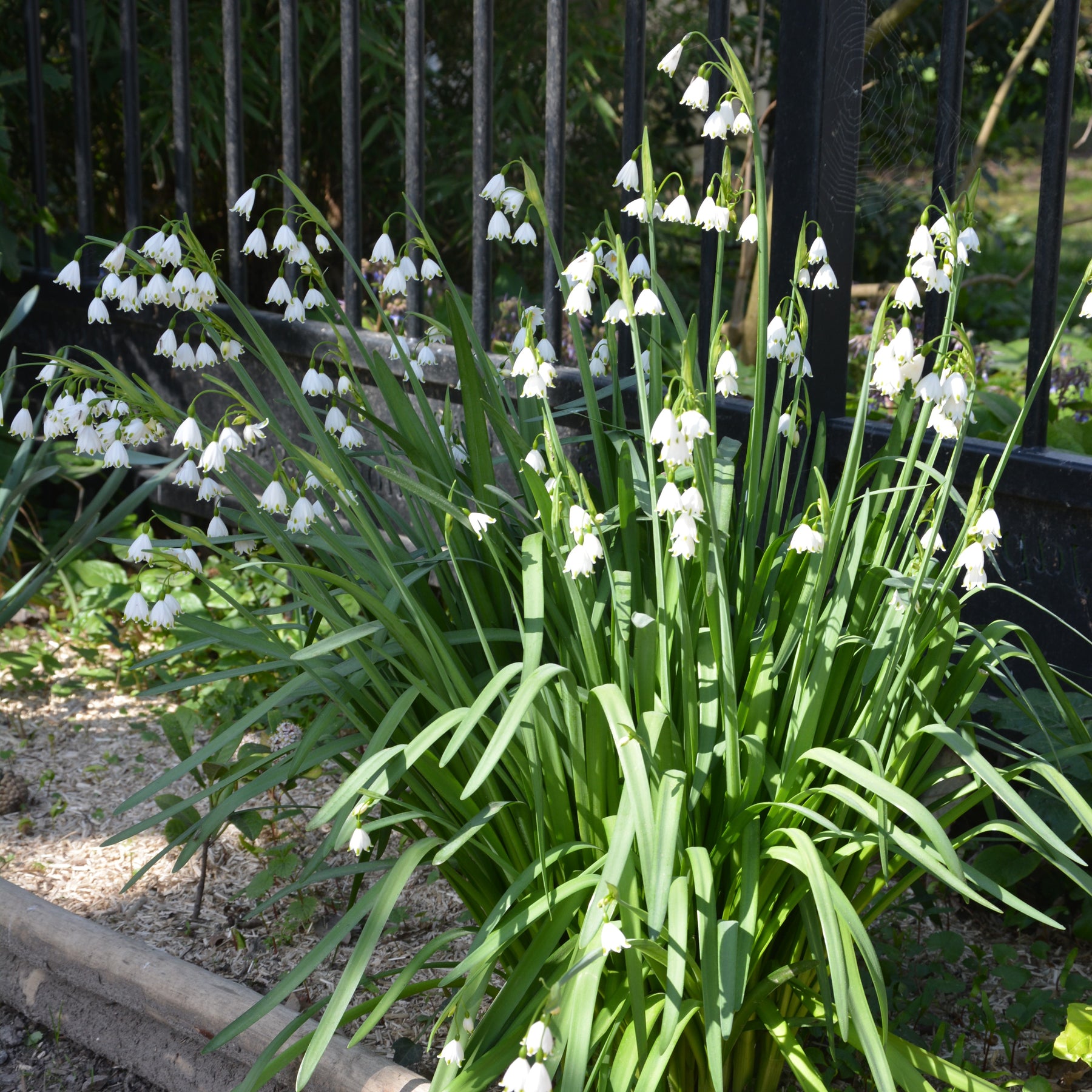 Zomerklokje (x8) - Leucojum aestivum - Willemse