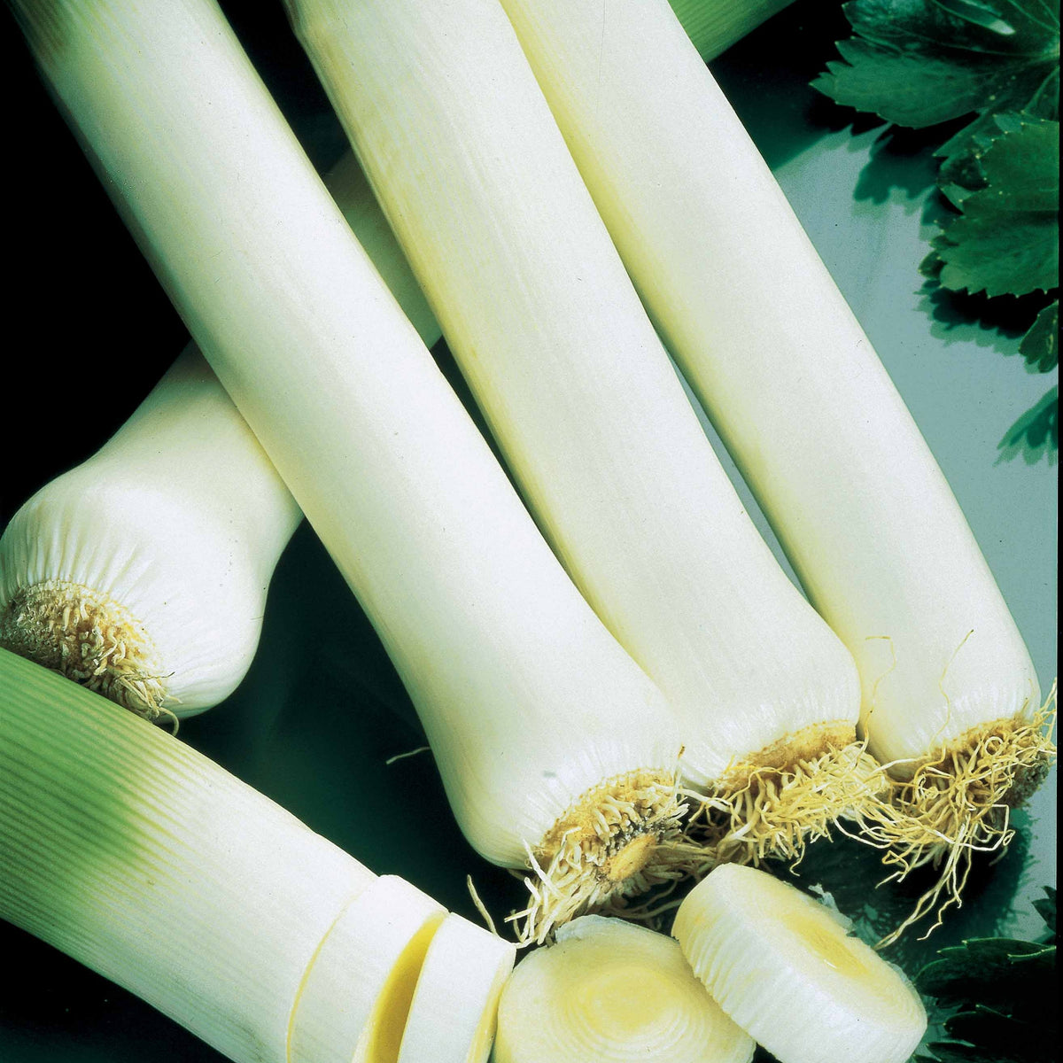 Prei 'Monstreaux de Carentan' - BIO - Allium porrum monstrueux de carentan 2 - Willemse