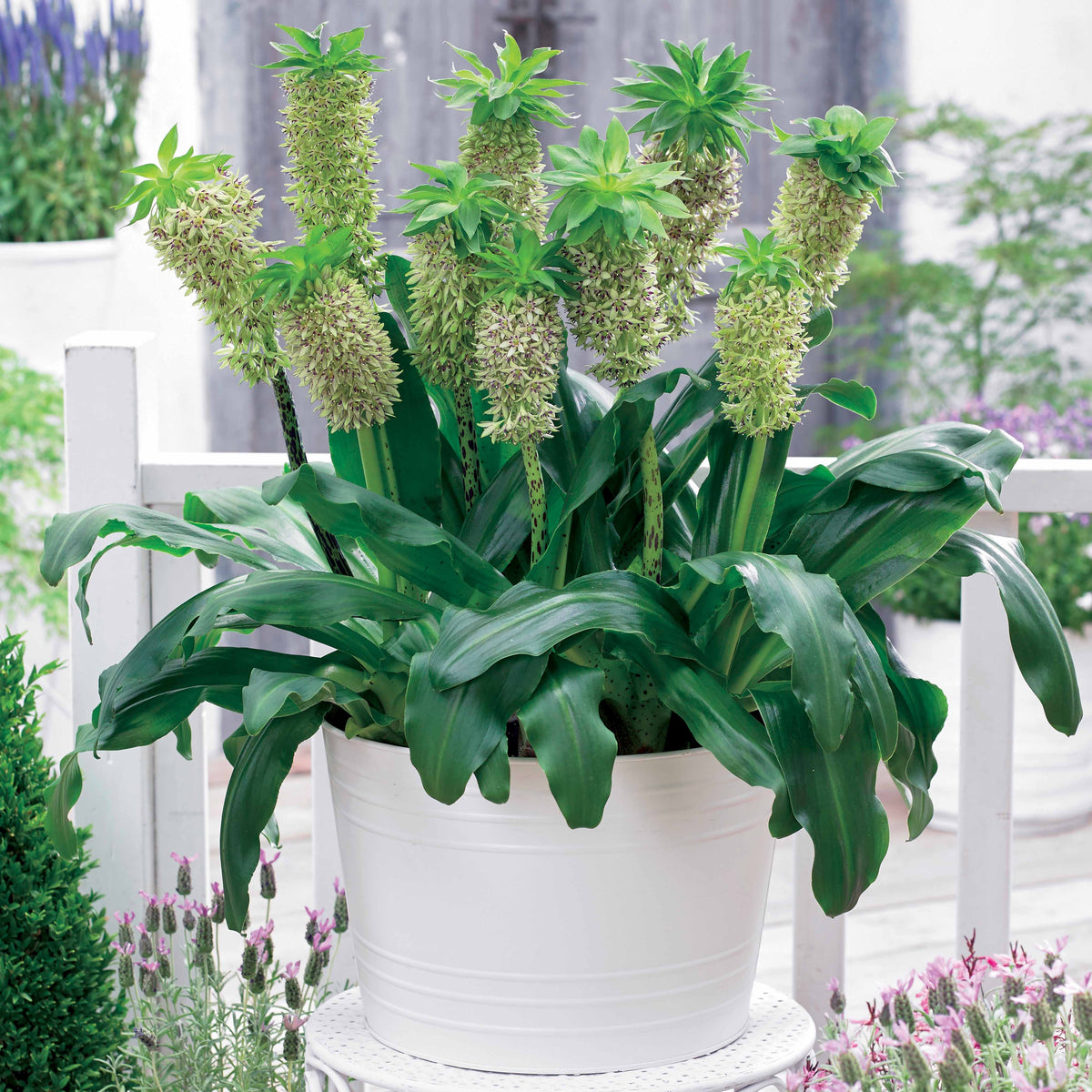 Ananasplant - bicolor (x3) - Eucomis bicolor - Willemse