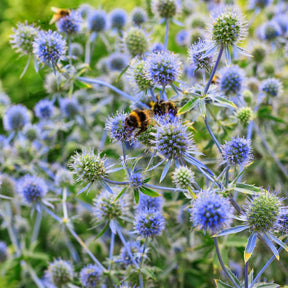Eryngium planum - Blauwe distel - Kruisdistel