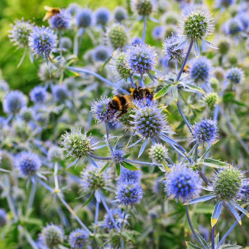 Eryngium planum - Blauwe distel - Kruisdistel