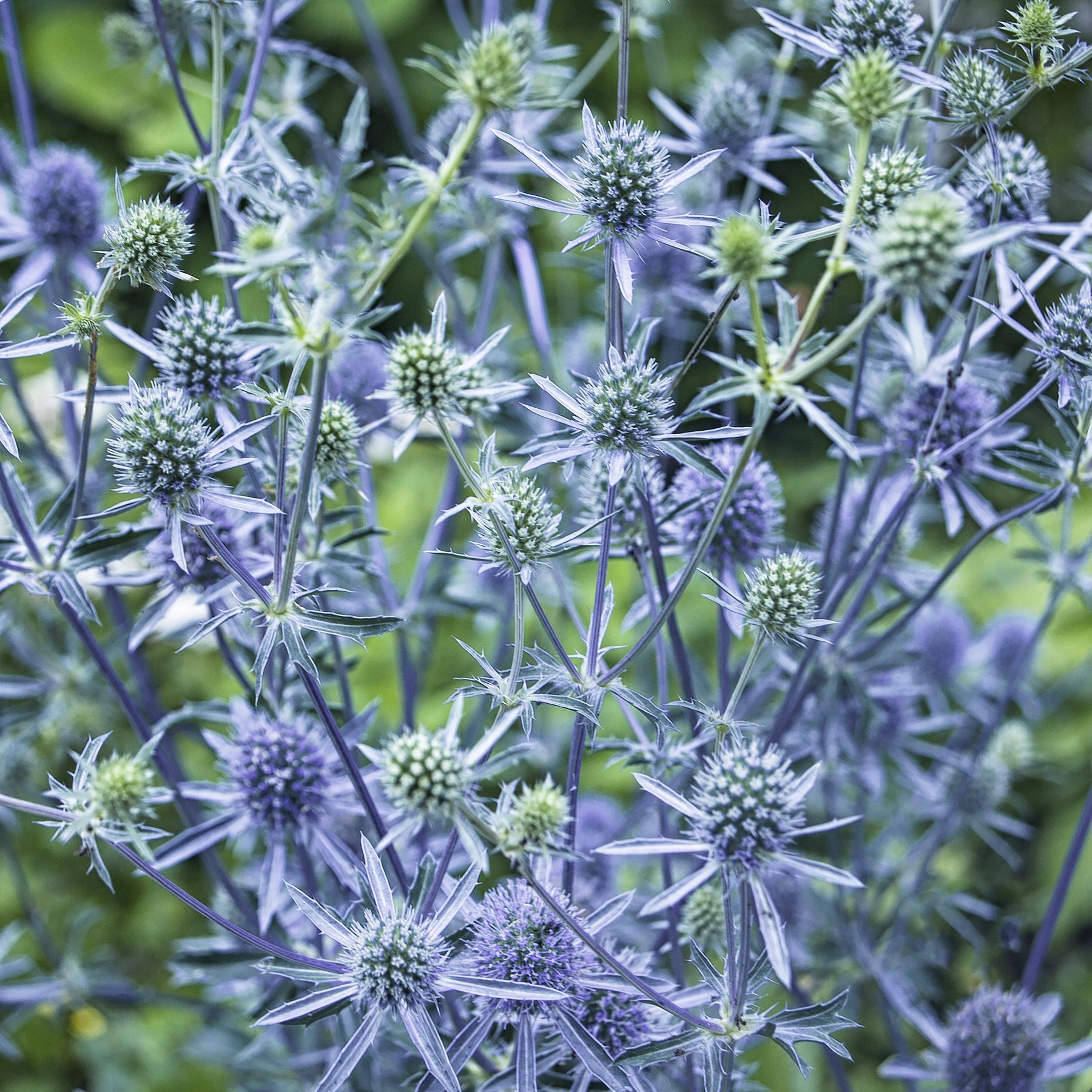 Verkoop Blauwe distel - Eryngium planum