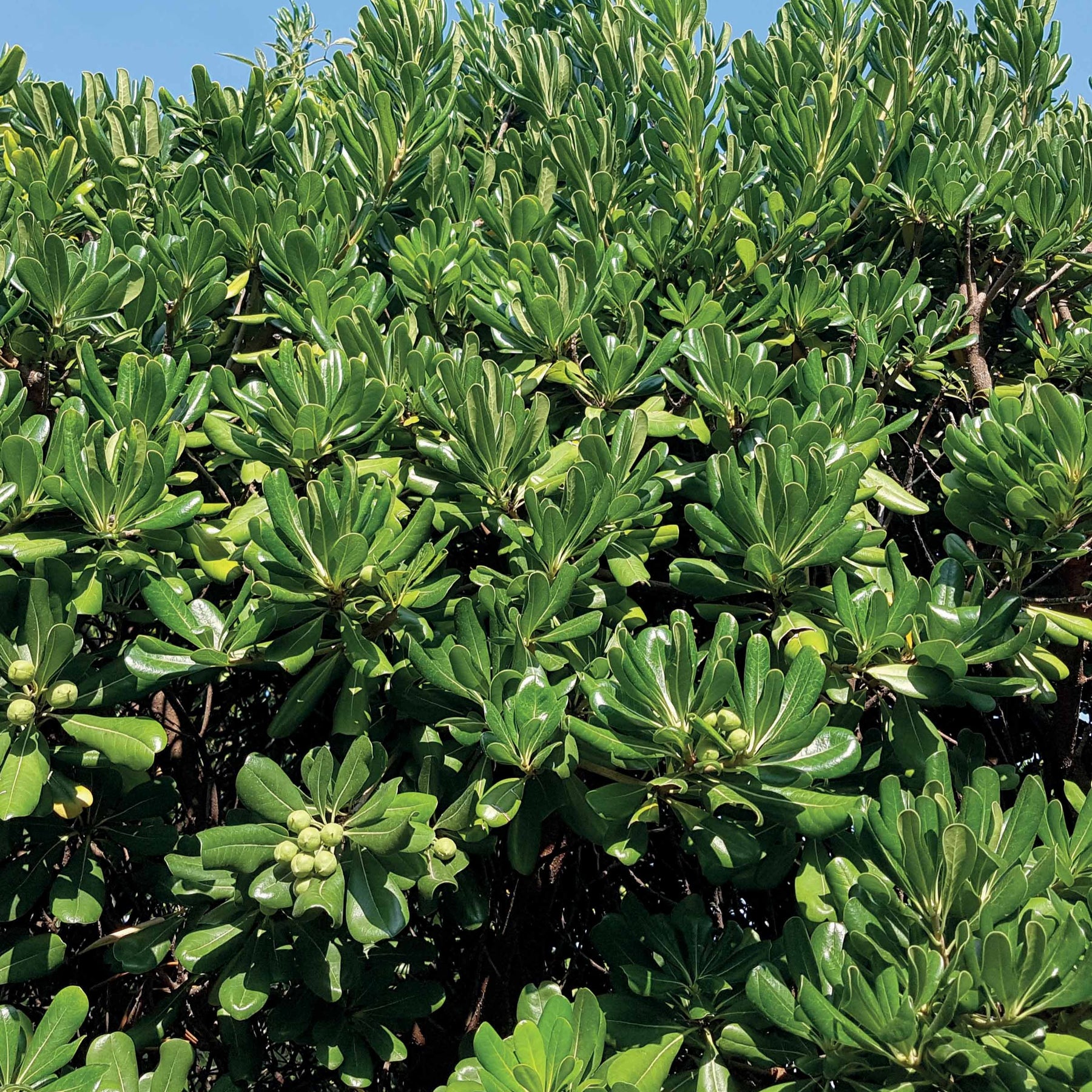 Australische Laurier - Pittosporum tobira - Tuinplanten