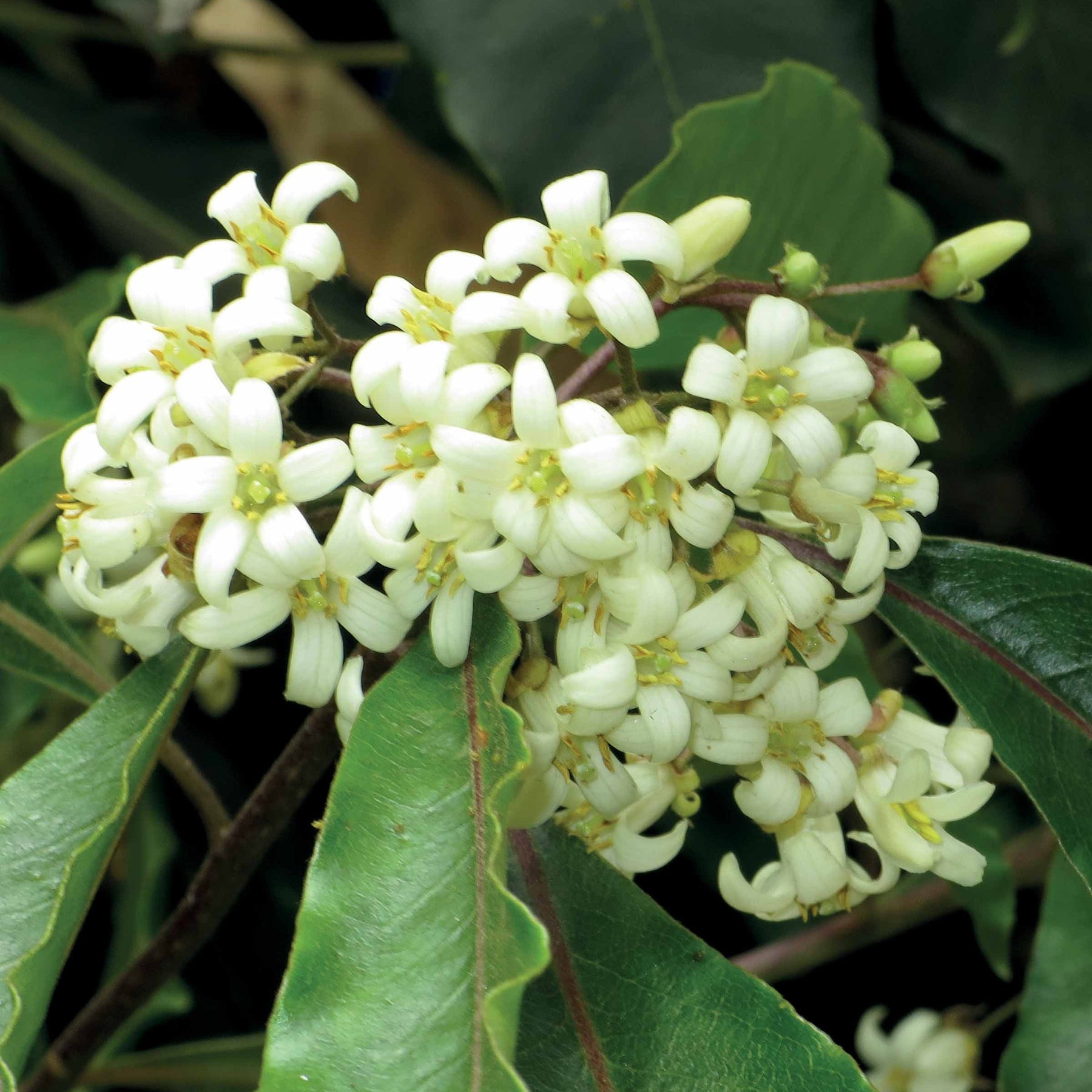 Wintergroene heesters - Australische Laurier - Pittosporum tobira