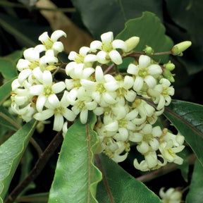 Wintergroene heesters - Australische Laurier - Pittosporum tobira