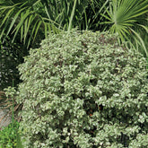 Pittosporum tenuifolium Variegatum - Australische bonte Laurier - Wintergroene heesters