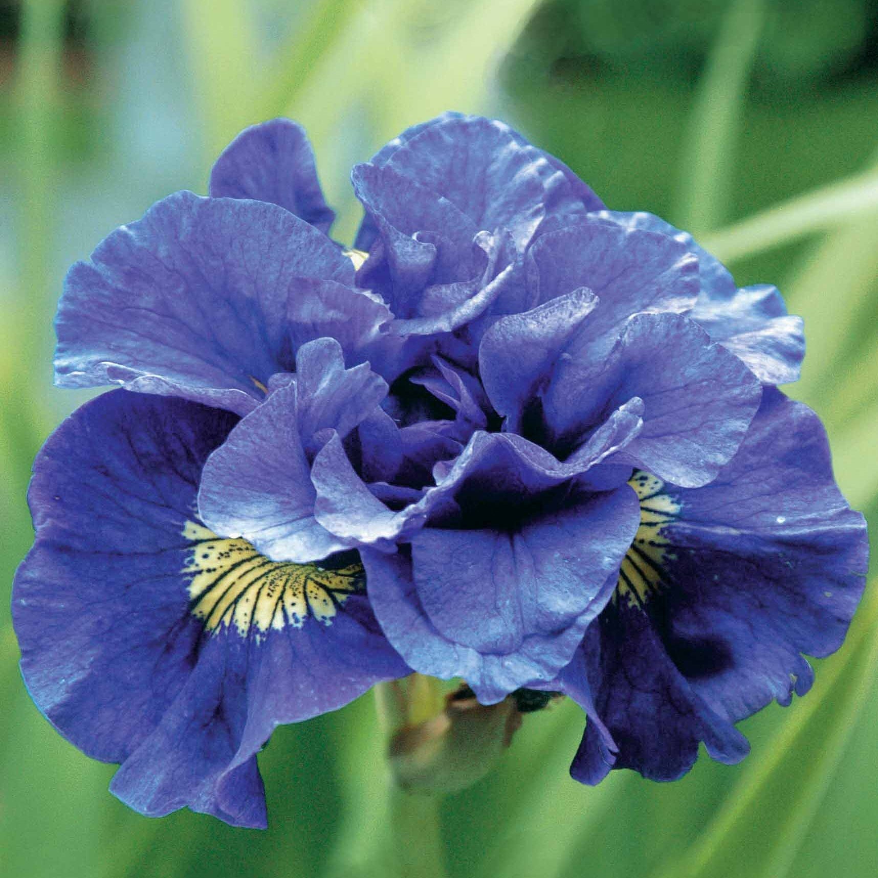 Siberische iris 'Concord Crush' - Iris sibirica Concord Crush - Willemse