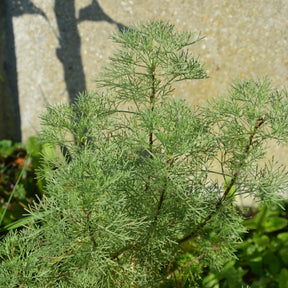 Colakruid 'Martima' - Willemse