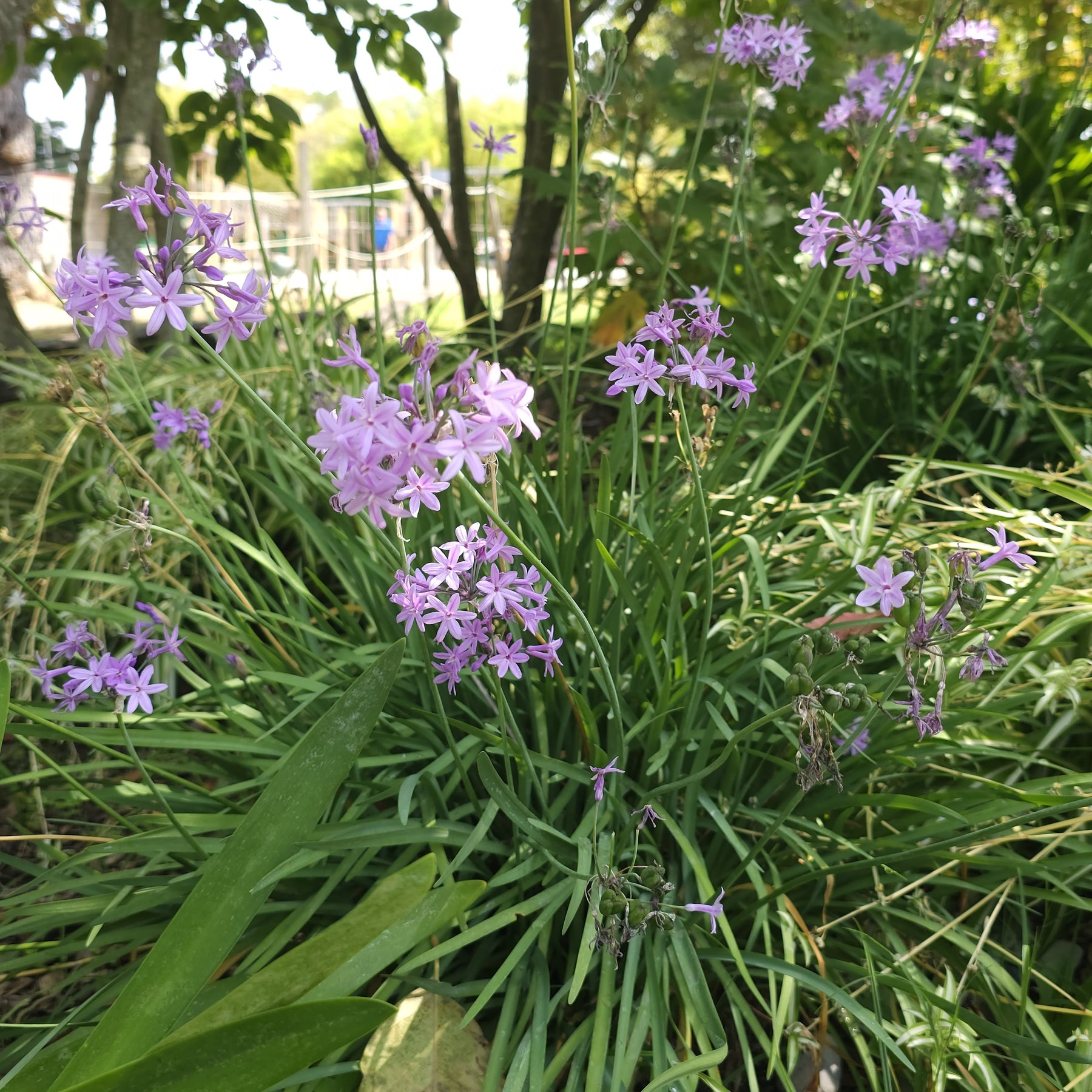 Tulbaghia violacea - Wilde knoflook (x3) - Bloeiende vaste planten
