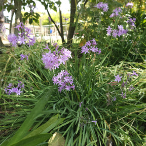 Tulbaghia violacea - Wilde knoflook (x3) - Bloeiende vaste planten
