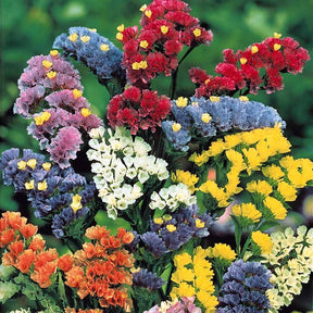 Bloemzadenmix voor boeket - Willemse