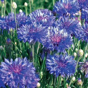 Verkoop Bloemzadenmix voor boeket - Collection fleurs à couper à semer