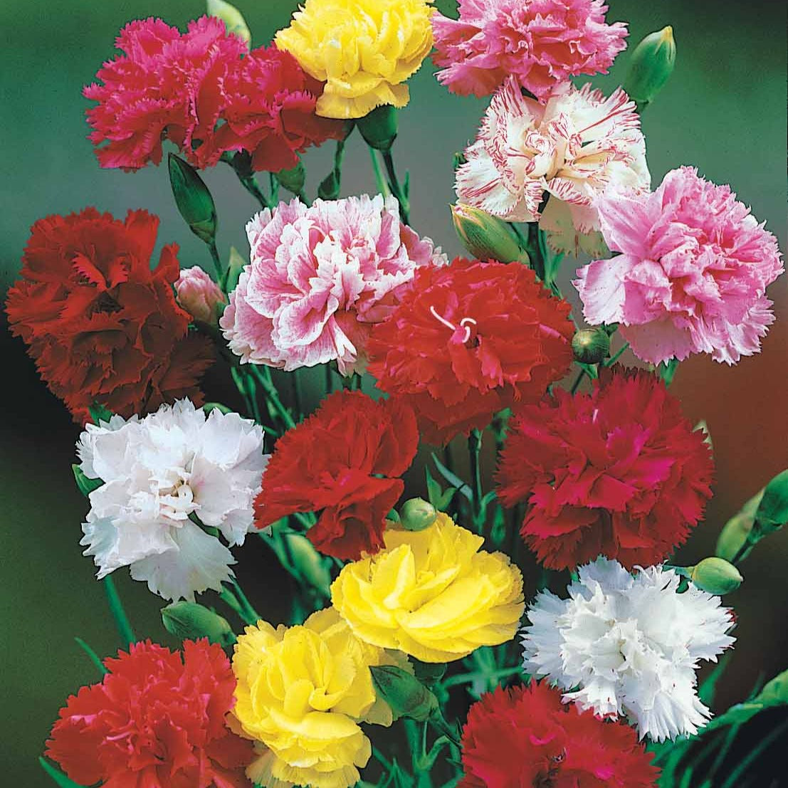 Anjer Mix 'Enfant de Nice' - Dianthus enfant de nice - Willemse