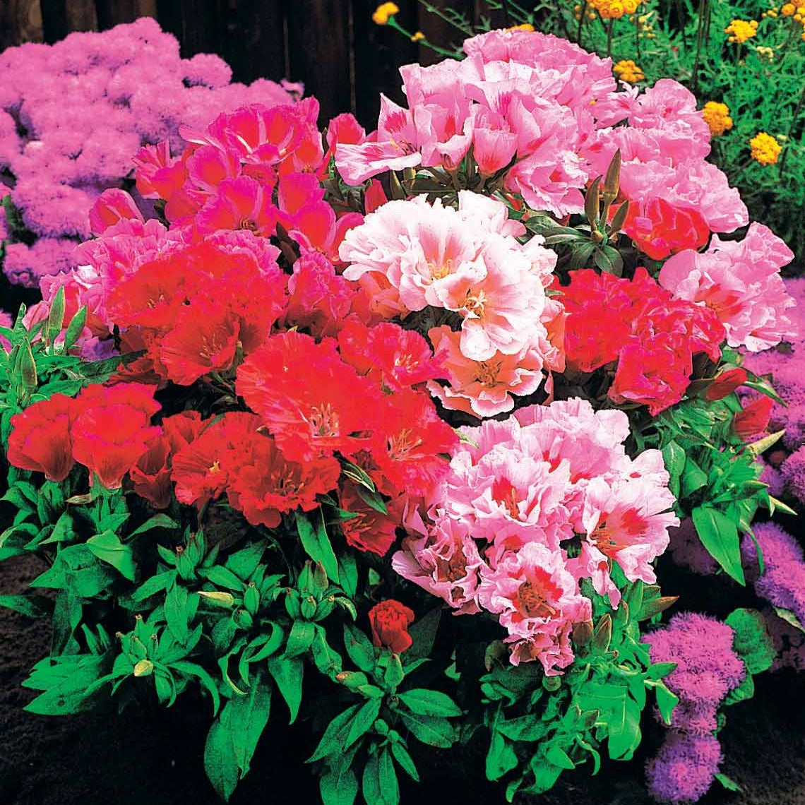 Zomerazalea Mix - Clarkia - Godetias - Willemse