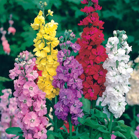 Matthiola incana - Violier Mix - Wilde tuinplanten