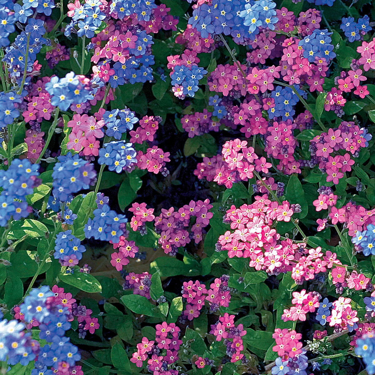 Vergeet-mij-nietje Mix - Willemse