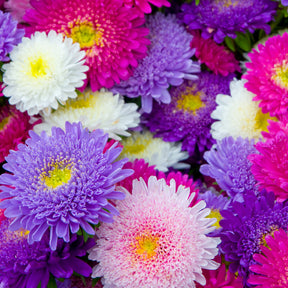 Callistephus chinensis - Zomeraster Mix 'Super Princess' - Bloemzaden voor perken en borders