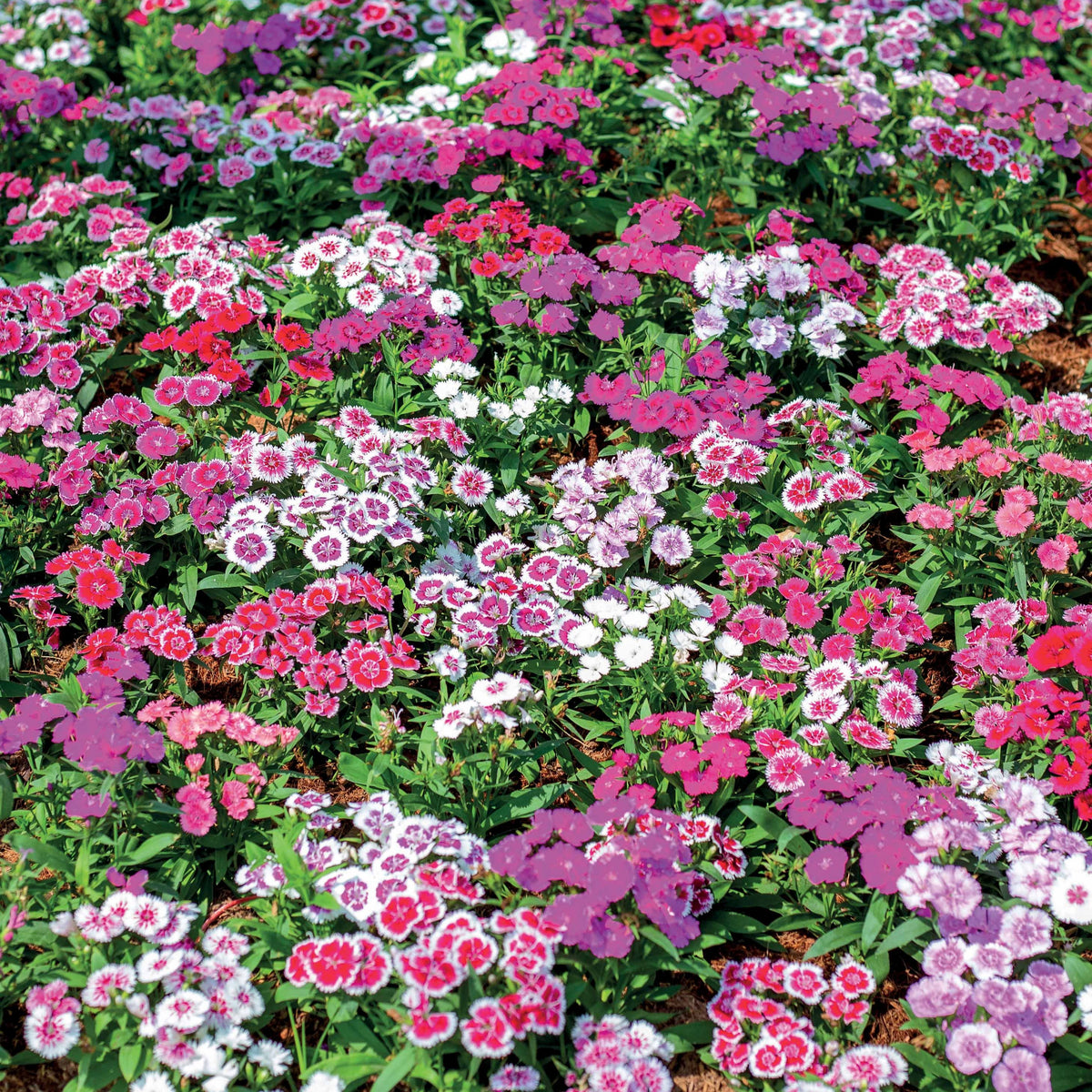 Duizendschoon Mix - Dianthus barbatus - Willemse