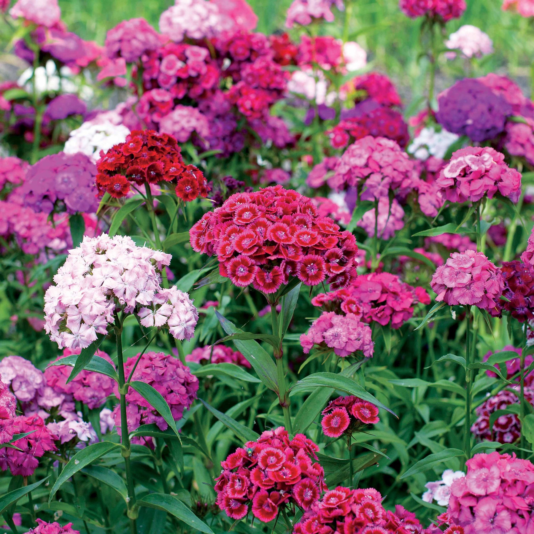 Duizendschoon Mix - Willemse