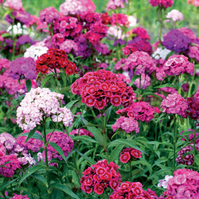 Duizendschoon Mix - Willemse