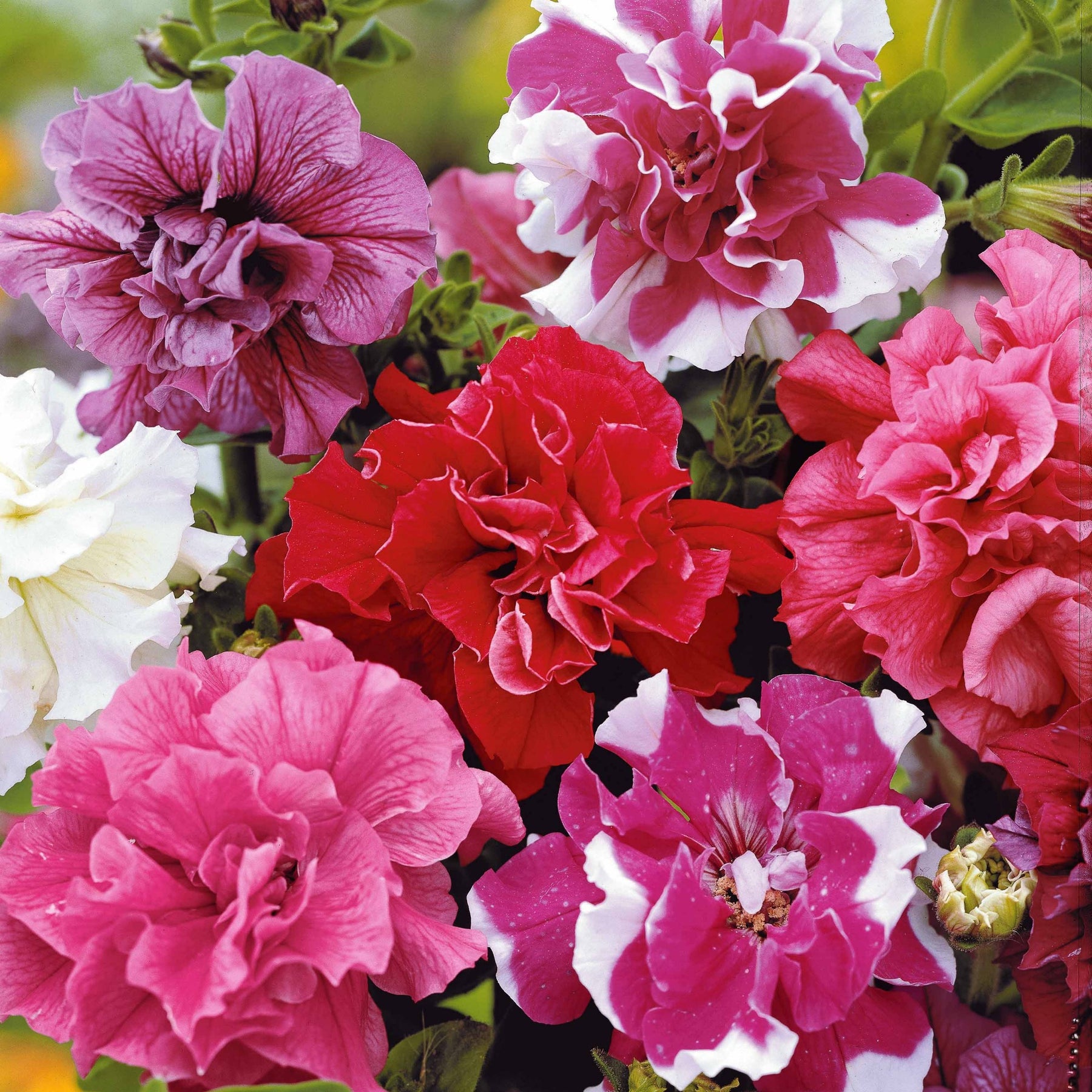 Zaden - Petunia bonanza - Willemse