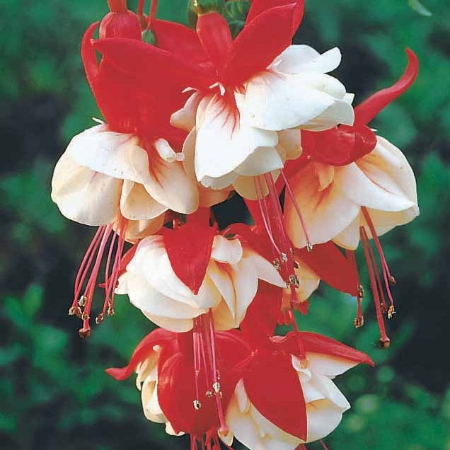 Fuchsia - Bellenplant Mix 'Bicentennial' + 'Blue Angel' + 'Swingtime' (x6) - Fuchsia Bicentennial, Blue Angel, Swingtime