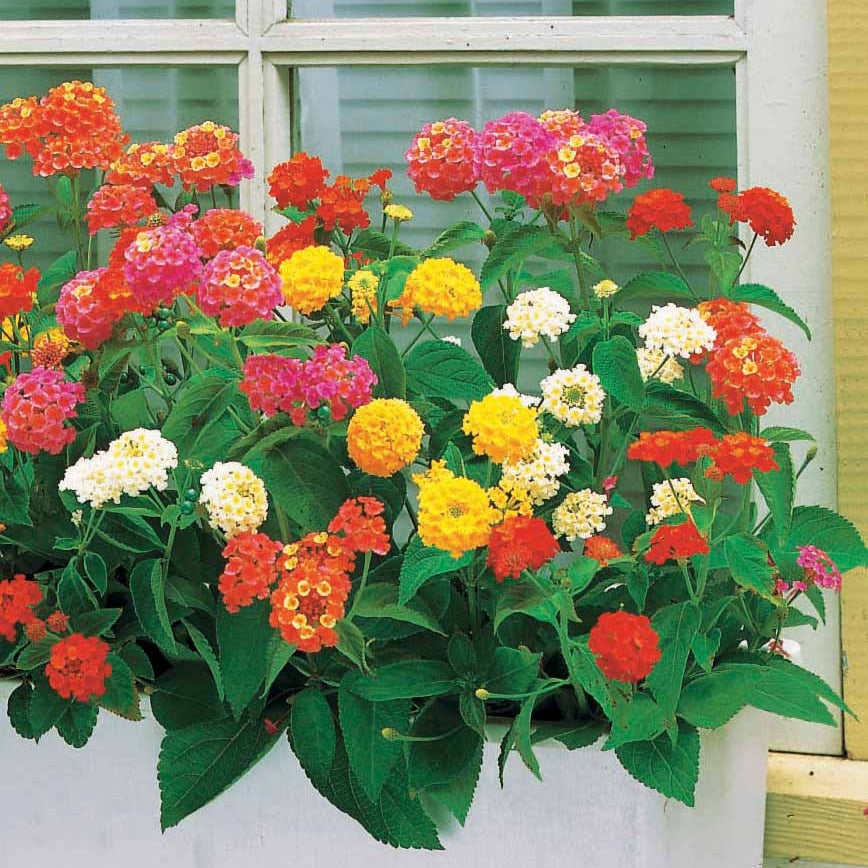 Wisselbloem Mix (x3) - Lantana camara - Willemse