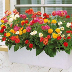 Lantana camara - Wisselbloem Mix (x3) - Balkon- en terrasplanten
