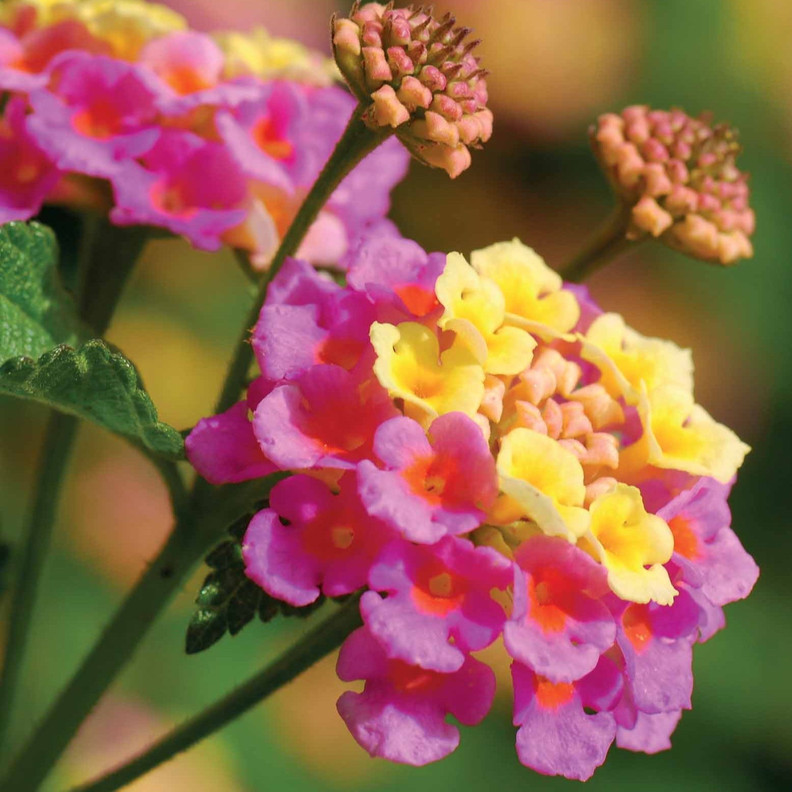 Balkon- en terrasplanten - Wisselbloem Mix (x3) - Lantana camara