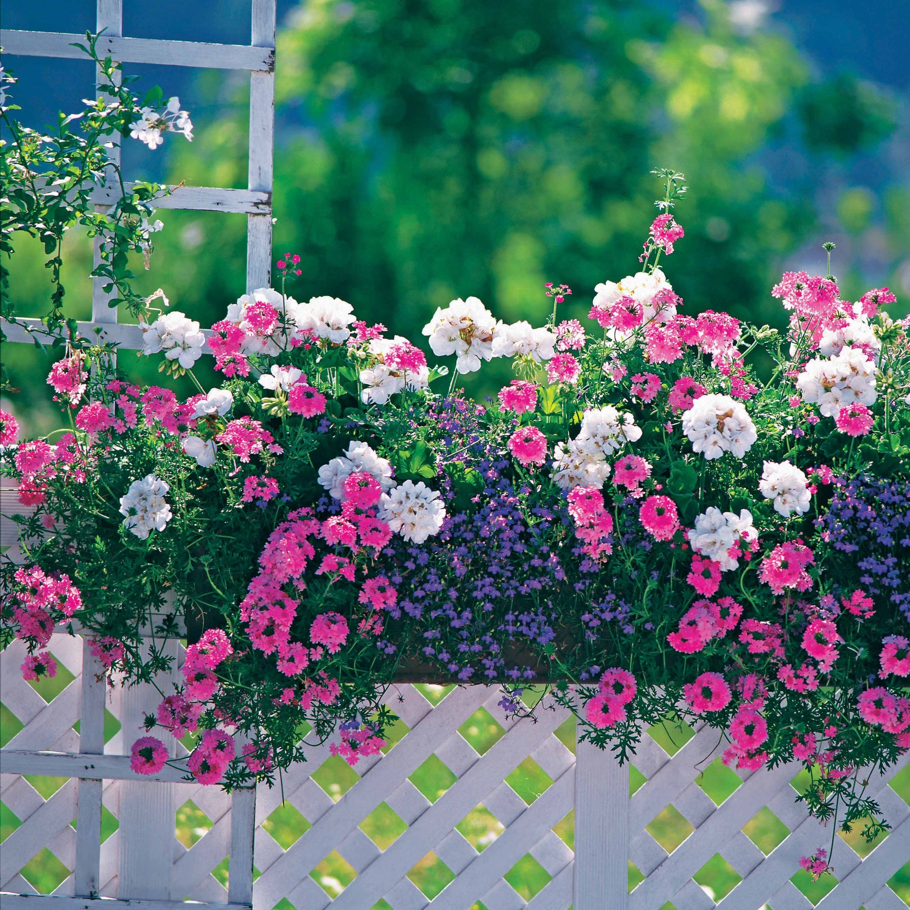 Zomerbloeiers Mix - pastelkleurig (x3) - Verbena, pelargonium zonale, lobelia erinus - Willemse