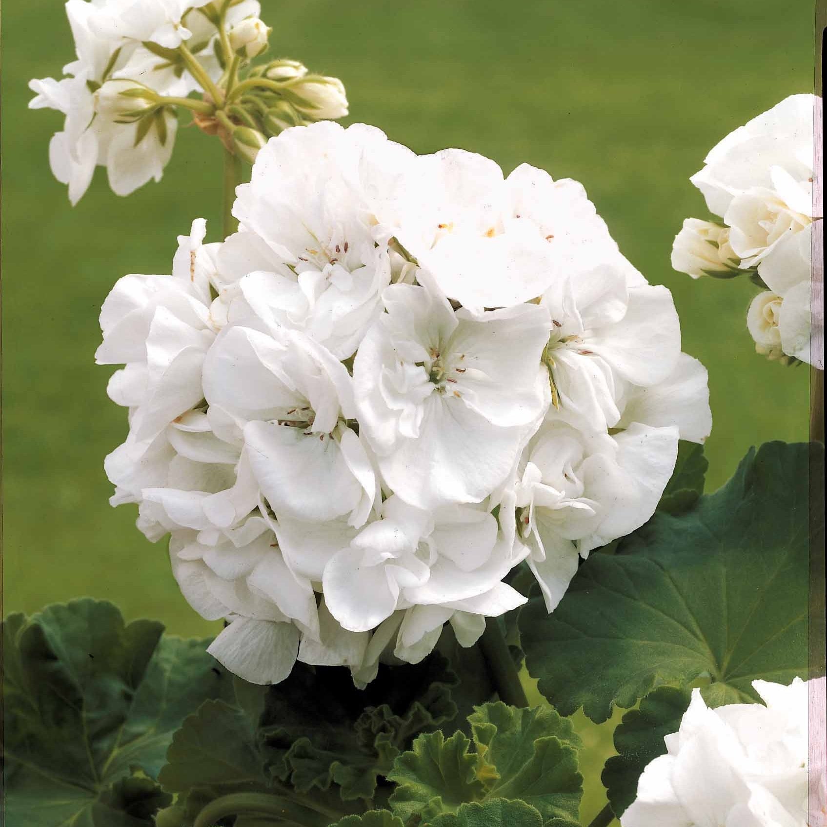 Vaste planten - Zomerbloeiers Mix - pastelkleurig (x3) - Verbena, pelargonium zonale, lobelia erinus