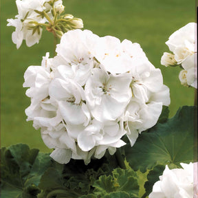 Vaste planten - Zomerbloeiers Mix - pastelkleurig (x3) - Verbena, pelargonium zonale, lobelia erinus