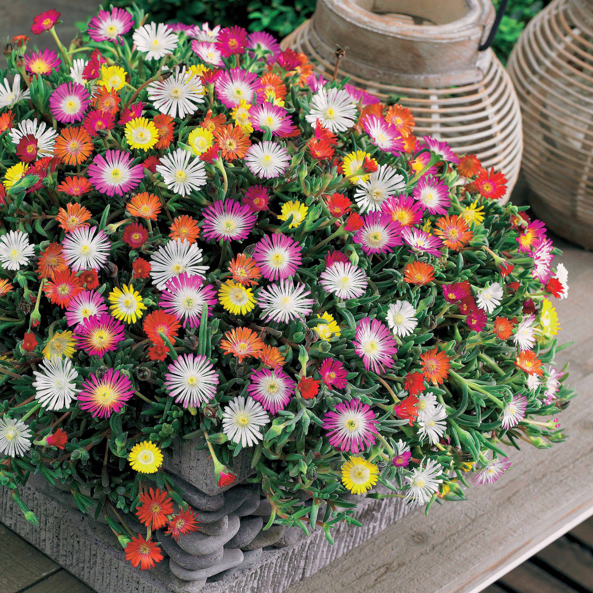 IJsbloem Mix (x3) - Willemse