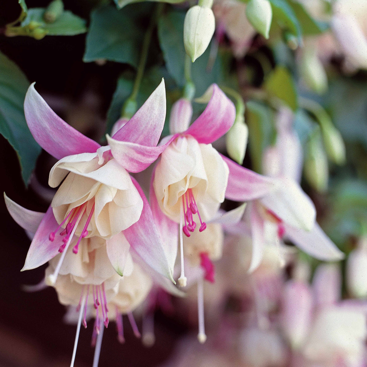 Fuchsia Mix 'Blue Sarah' + 'Annabel' - winterhard (x6) - Fuchsia Blue Sarah , Annabel - Willemse